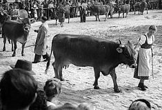 Rieder Volksfest Autokorso 1957