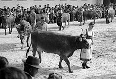 Rieder Volksfest Autokorso 1957