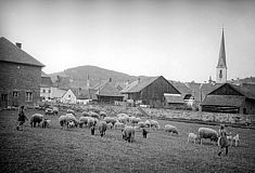 Landwirtschaft mit Schafe