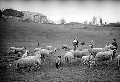 Landwirtschaft mit Schafe