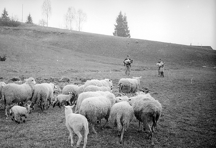 Landwirtschaft mit Schafe