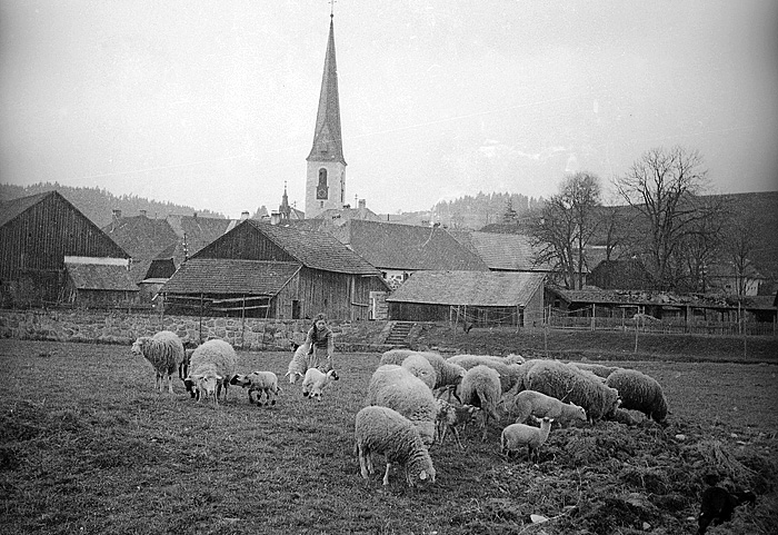 Landwirtschaft mit Schafe