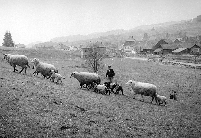 Landwirtschaft mit Schafe