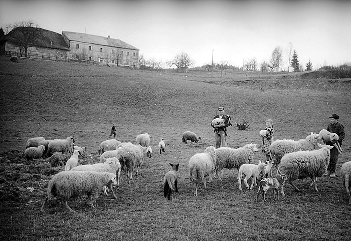 Landwirtschaft mit Schafe